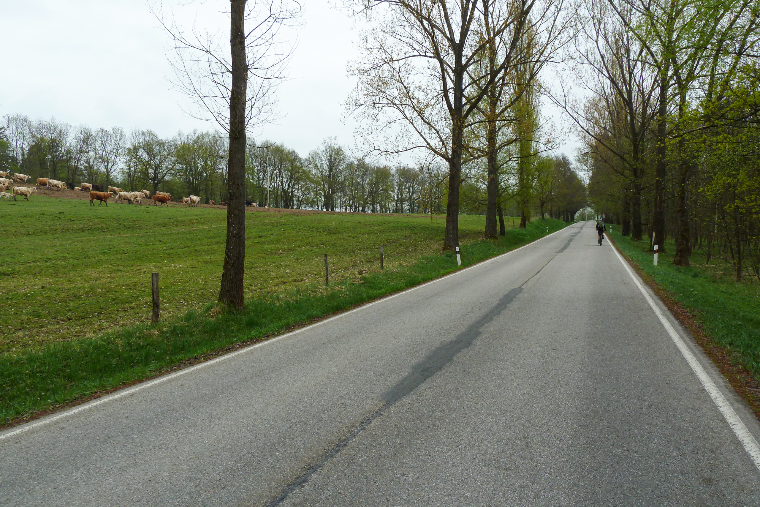 Allee mit Viehherde